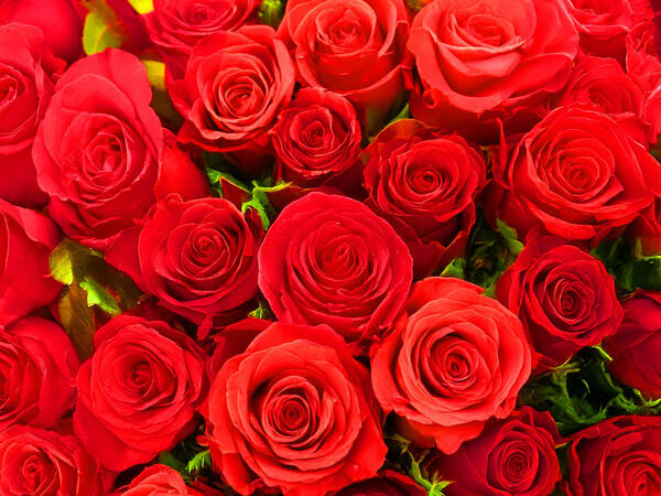 バラの花束 108本